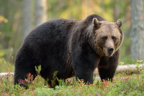 Grande Urso Marrom Floresta Outono — Fotografia de Stock