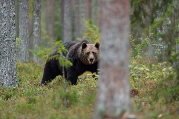 Großer Männlicher Bär Spaziert Durch Den Wald — Stockfoto