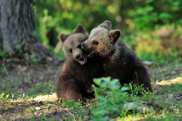 Braunbärenjunge Spielen Wald — Stockfoto
