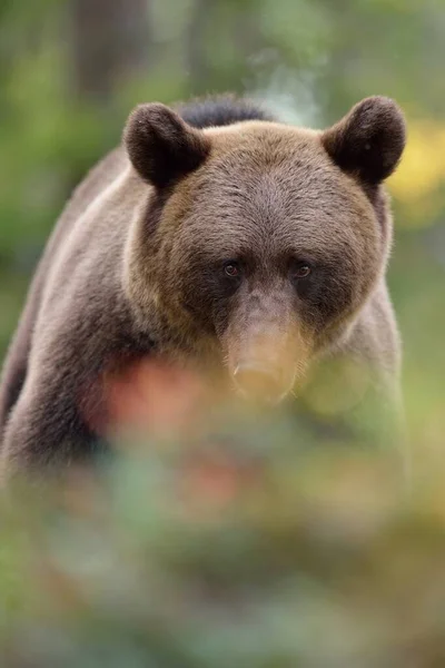 Medvěd Hnědý Portrét Lese Podzim — Stock fotografie