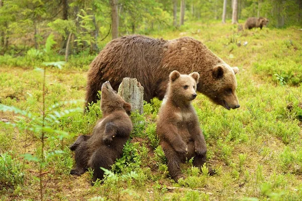 Oso Cachorros Con Madre —  Fotos de Stock