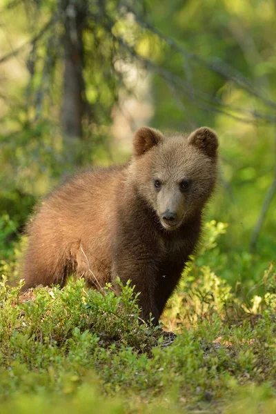 Brown Urso Filhote Retrato Floresta — Fotografia de Stock