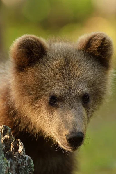 Portret Niedźwiedzia Brunatnego Lesie — Zdjęcie stockowe