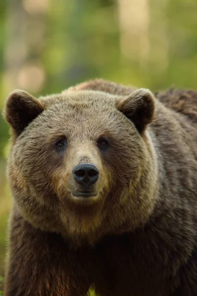 Oso Marrón Retrato Bosque — Foto de Stock