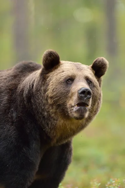 森の中の熊 — ストック写真