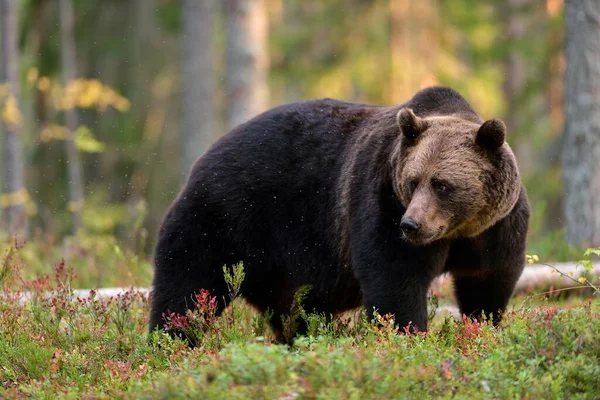 Orso Bruno Nella Foresta Autunnale — Foto Stock