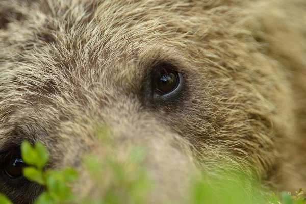 茶色のクマの目を閉じて — ストック写真