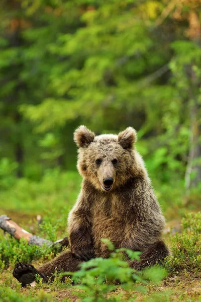 Oso Pardo Sentado Bosque — Foto de Stock