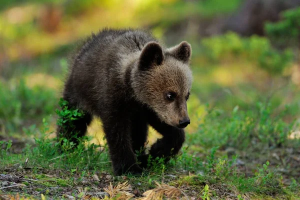Urso Filhote Andando Floresta — Fotografia de Stock