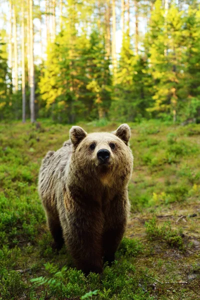Καφέ Αρκούδα Κοντά Στο Δάσος — Φωτογραφία Αρχείου