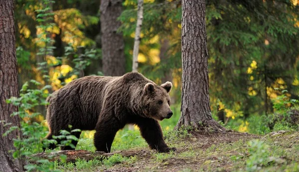 Urso Marrom Andando Floresta — Fotografia de Stock