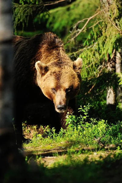 Brown Bear Forest — Stock Photo, Image