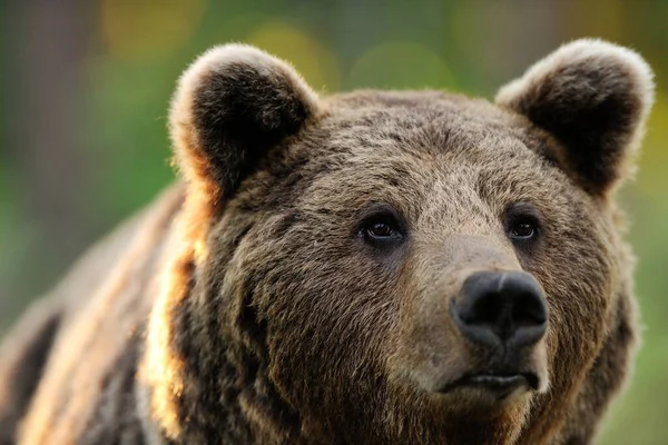 Retrato Oso Pardo Macho — Foto de Stock