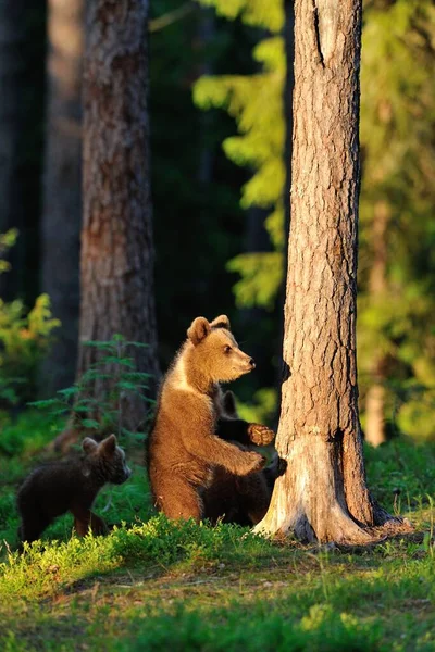 Filhotes Urso Marrom Floresta — Fotografia de Stock