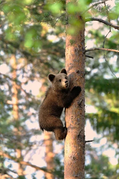 Коричневий Ведмідь Скелях Восени — стокове фото