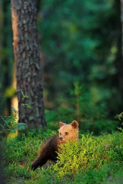 Filhote Urso Marrom Luz Sol Floresta — Fotografia de Stock