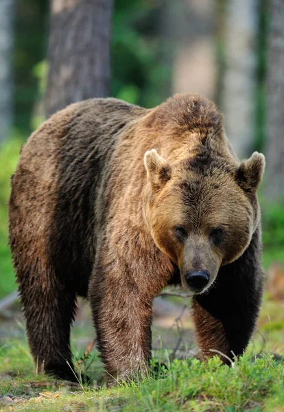 Büyük erkek kahverengi ayı (ursus arctos)