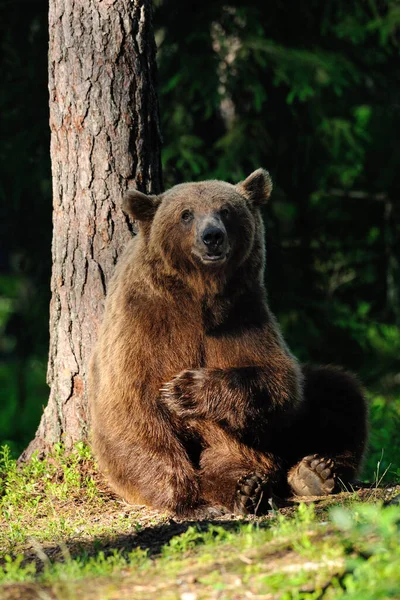 Grande Urso Marrom Sentado Floresta — Fotografia de Stock