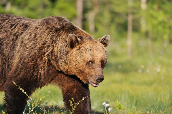 Hnědý Medvěd Detailní Bažině Létě — Stock fotografie