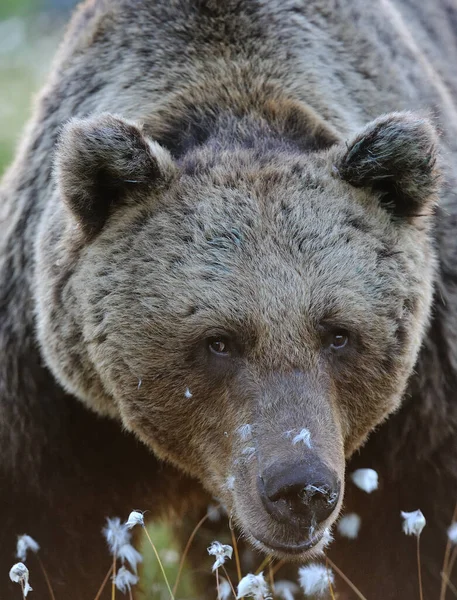 Velho Urso Macho — Fotografia de Stock