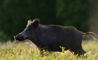 Yaz akşamları yaban domuzu, güneşli