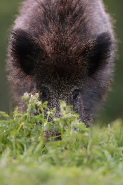 Großaufnahme Von Wildschweinen Auf Dem Boden — Stockfoto