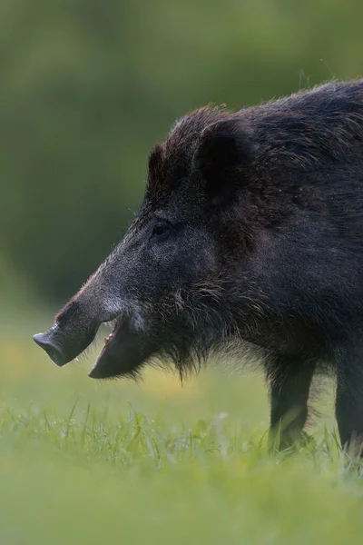 Wilde Zwijnen Wilde Varkens — Stockfoto