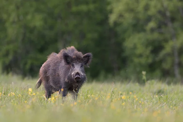 Wildschweine Auf Der Wiese — Stockfoto