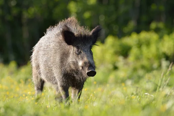 Wildschweine Auf Der Wiese — Stockfoto