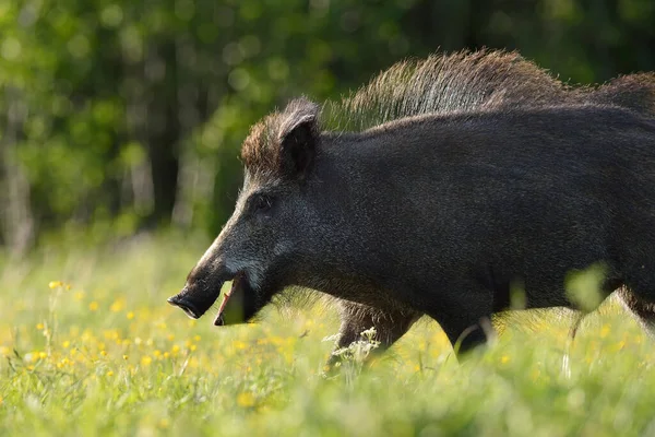 Wildschweine Spazieren Auf Der Wiese — Stockfoto