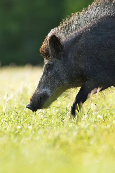 Wild Everzwijn Portret Zomer Zonlicht — Stockfoto