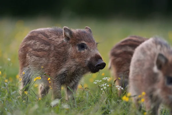 Wildschweinferkel Nahaufnahme Abend Sommer — Stockfoto