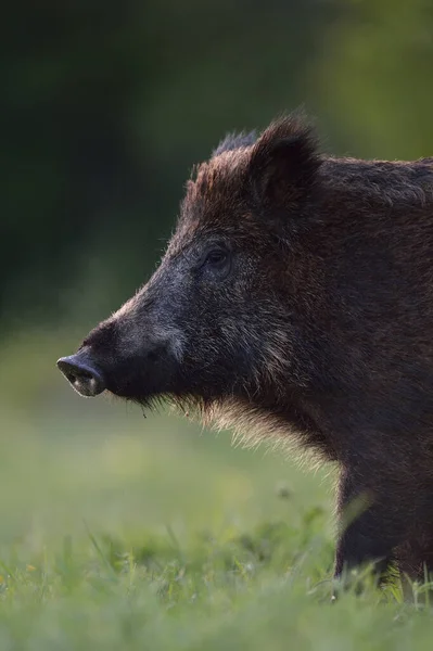 Wild Everzwijn Portret Zomeravond — Stockfoto