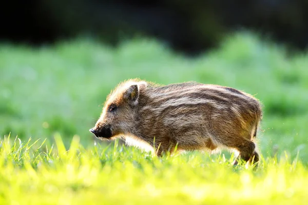 Wilde Zwijnen Biggetje Het Bos Weide Laat Avond — Stockfoto