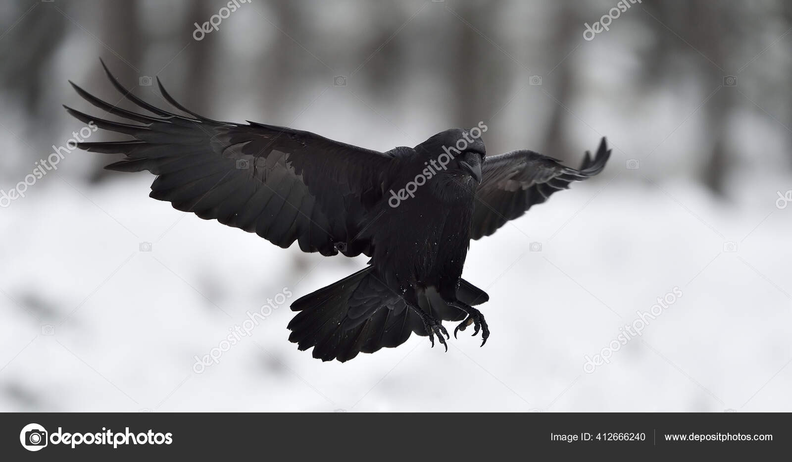 Raven Corvus Corax Flight Landing Black Bird Flight Snow Winter Stock Photo  by ©erikmandre 412666240