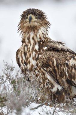 Kışın kartal portresi. Kışın yırtıcı kuş.