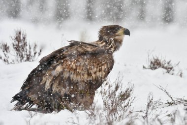 Kar yağışı altında beyaz kuyruklu kartal. Kartal karda. Kışın Kartal. 