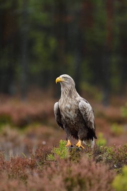 eagle in the rain clipart