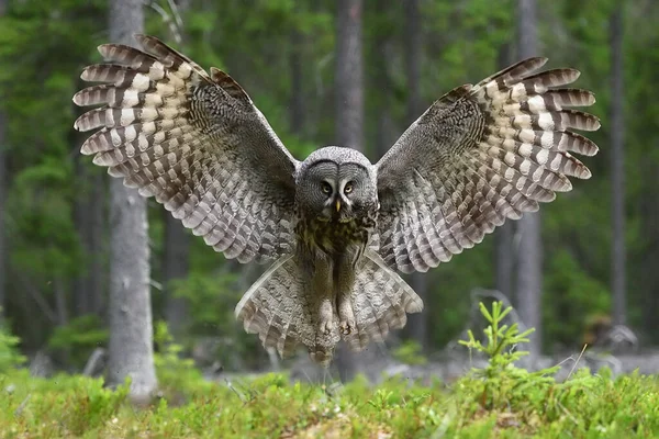 Grote Grijze Uil Wingspread Het Bos — Stockfoto