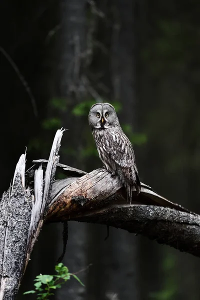 森の落ちた木の上のグレート グレイ フクロウ — ストック写真