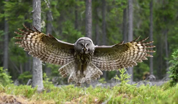 森の風景の中で飛行中の偉大な灰色のフクロウ 飛行中のフクロウ — ストック写真