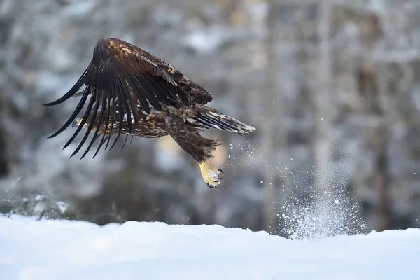 Орел Взлетает Снежной Пылью — стоковое фото