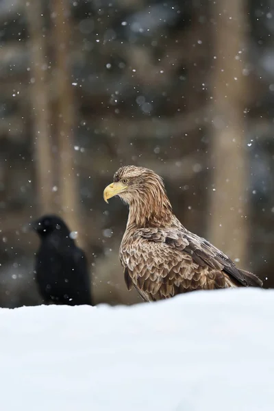 Αετός Κοράκι Χειμώνα — Φωτογραφία Αρχείου