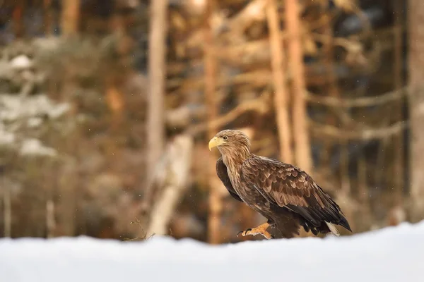 Αετός Περπατά Στο Χιόνι Την Ανατολή — Φωτογραφία Αρχείου