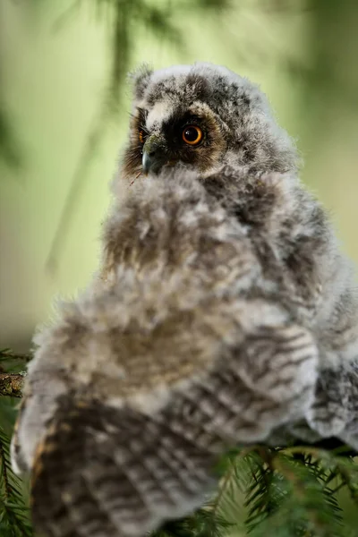 Búho Oreja Larga Asio Otus Polluelo Árbol —  Fotos de Stock