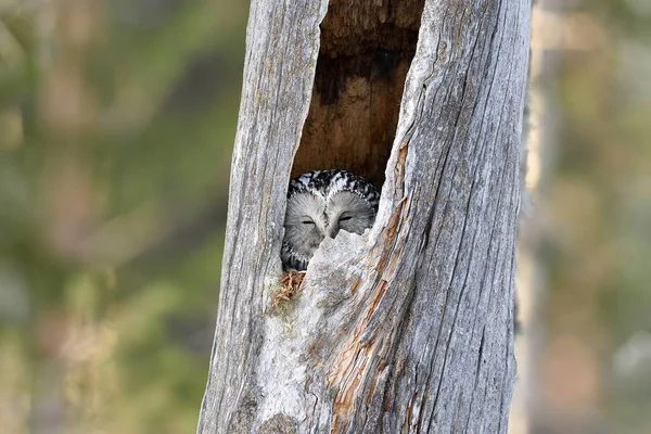 Ural Owl Hnízdě Uvnitř Zlomeného Kmene Stromu — Stock fotografie