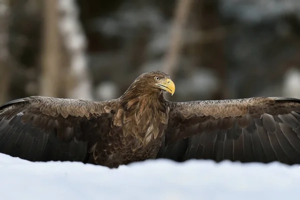 Ala Águila Extendida Nieve —  Fotos de Stock