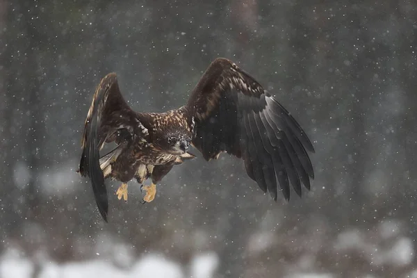 Eagle Flight Snowfall — Stock Photo, Image