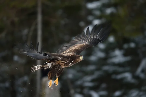Αετός Πτήσει Φόντο Δάσος — Φωτογραφία Αρχείου