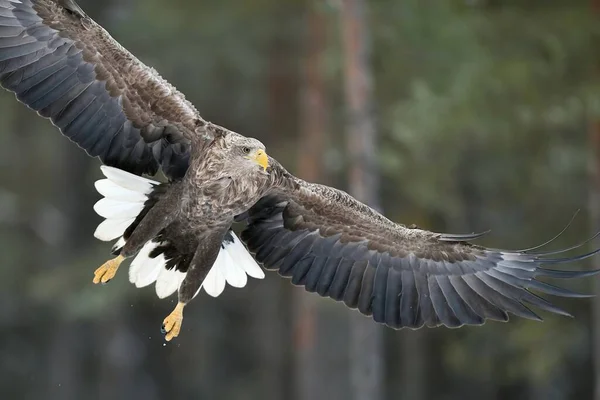 White-tailed Eagle in flight closeup. Eagle wings wide open. Eagle spread wings.